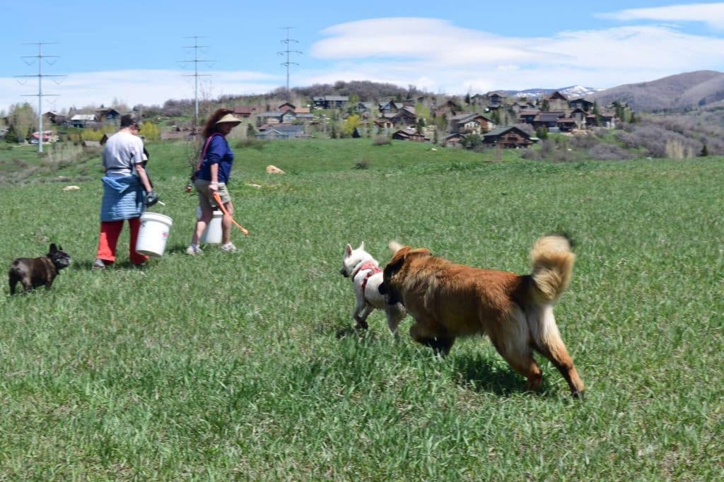 Have you ever wanted to show off your mutt in a dog show? You could